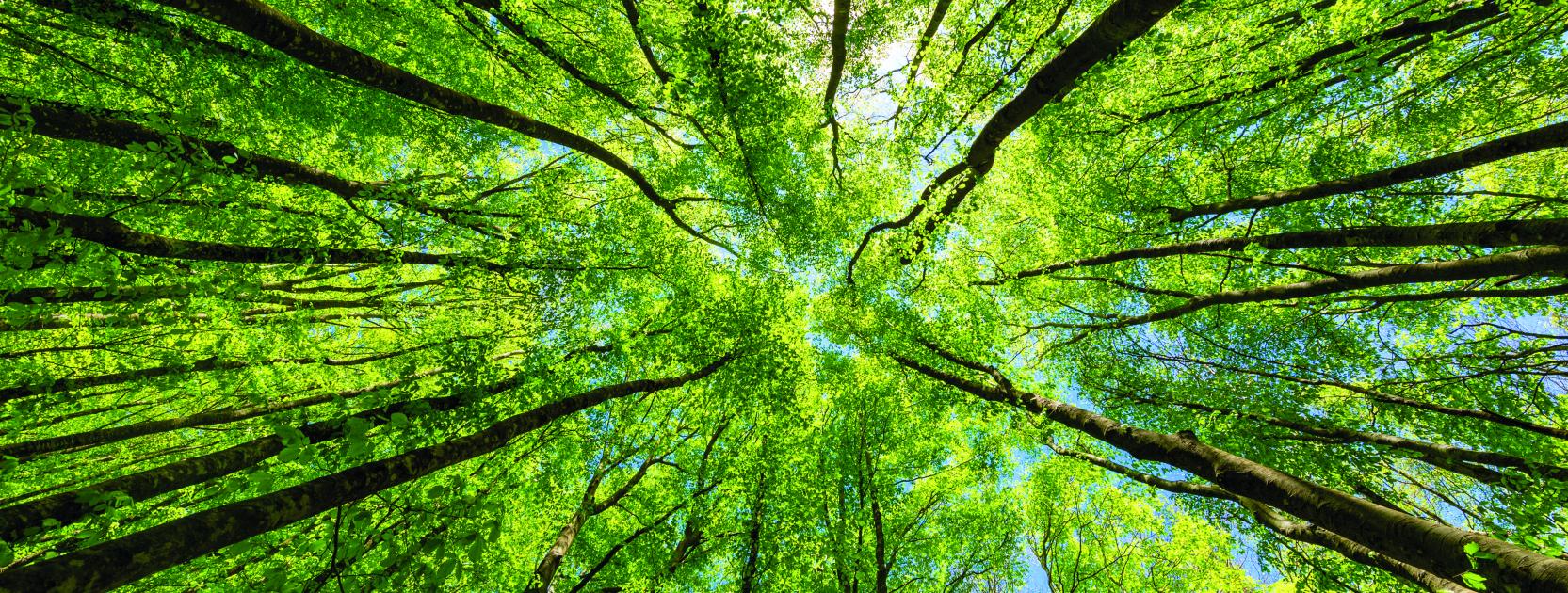 Bomen