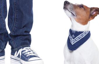 Doggy Demo Day
