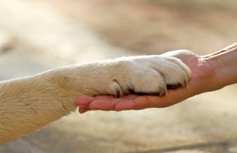 Onderzoek verdere ontwikkeling Dutch Cell Dogs en De Woenselse Poort 