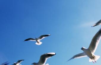 Vogels vliegend